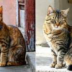 découvrez les différences entre chat de gouttière et chat de race pour choisir le compagnon félin idéal qui correspond à votre style de vie et à vos attentes.